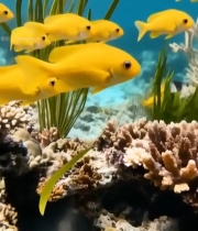  海底多彩鱼类与黄色鱼群游动6908#竖屏 	 