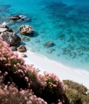  海边沙滩岩石与粉色花卉景观4307#竖屏 	 