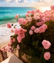  海边沙滩粉色花朵风景2403#竖屏 	 
