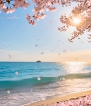  海边樱花飘落自然风光461#竖屏 	 