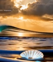  海边日落海浪与贝壳景象350#竖屏 	 