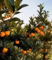  果园橙子树特写1059#竖屏 	 