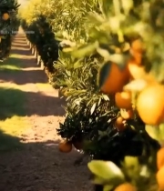  果园橙子果树特写6026#竖屏 	 