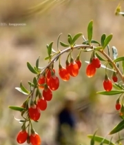  枸杞植株特写素材(1)6315#竖屏 	 