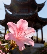  古风亭子前的粉色花朵6125#竖屏 	 