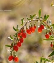  枸杞植株特写素材(1)6315#竖屏 	 