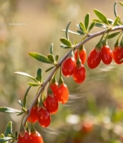  枸杞果实特写5033#竖屏 	 