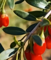  枸杞挂枝特写素材856#竖屏 	 