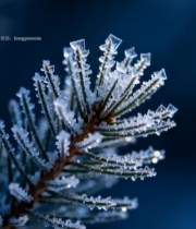  覆霜松枝特写2135#竖屏 	 