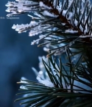  覆霜松枝特写(1)3244#竖屏 	 