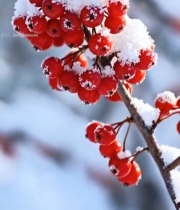  覆雪红果特写7244#竖屏 	 