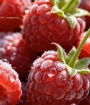  覆霜树莓微距特写3845#竖屏 	 