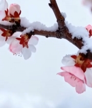  覆雪杏花特写1212#竖屏 	 