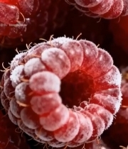  覆霜树莓微距特写(1)4560#竖屏 	 