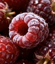  覆霜树莓微距特写(2)7623#竖屏 	 