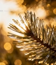  覆冰松针特写2460#竖屏 	 