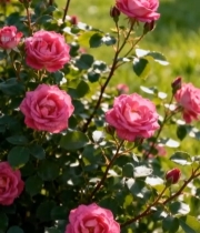  粉色月季花特写6431#竖屏 	 