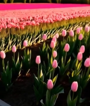  粉色郁金香花田(1)5440#竖屏 	 