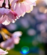  粉色樱花特写素材4117#竖屏 	 