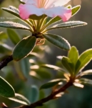  粉色花朵特写4886#竖屏 	 