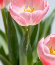  粉色郁金香特写6317#竖屏 	 