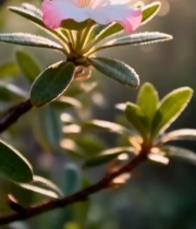  粉色花朵特写4886#竖屏 	 