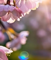  粉色樱花特写素材4117#竖屏 	 