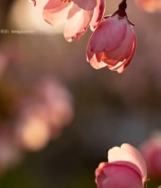  粉色樱花特写(1)5447#竖屏 	 