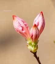  粉色花朵微距特写6812#竖屏 	 