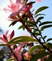  粉色杜鹃花特写(1)1838#竖屏 	 