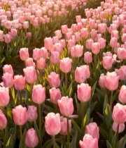  粉色郁金香花海694#竖屏 	 