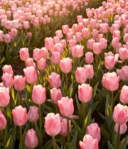  粉色郁金香花海694#竖屏 	 