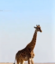  非洲草原长颈鹿漫步4380#竖屏 	 