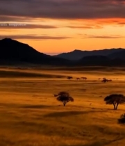  非洲草原日落风光3323#竖屏 	 