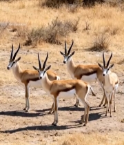  非洲草原羚羊群7532#竖屏 	 