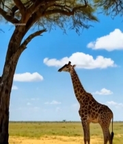  非洲草原长颈鹿与大树6049#竖屏 	 