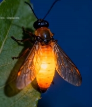  发光萤火虫微距特写802#竖屏 	 