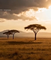  非洲草原日落时分风景1834#竖屏 	 