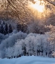  冬日雪林阳光穿透树枝景象424#竖屏 	 