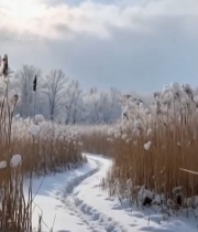  冬日雪覆盖芦苇丛中的小路6749#竖屏 	 