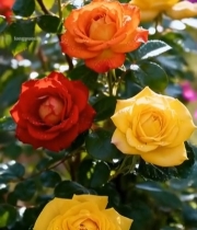  多彩带露玫瑰花特写6787#竖屏 	 