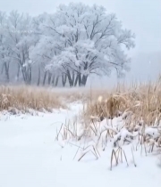  冬日雪景中的树木与雪地1202#竖屏 	 