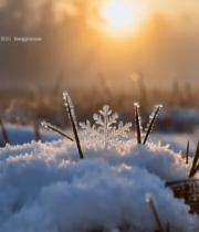 冬日草尖积雪与日出景象5554#竖屏 	 