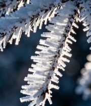  冬季树枝雾凇特写3566#竖屏 	 