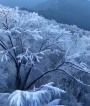  冬日山林雾凇景观4106#竖屏 	 