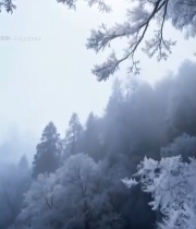  冬日雾凇覆盖的森林景象5882#竖屏 	 