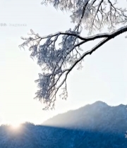  冬日雾凇覆盖树枝的自然景观6976#竖屏 	 