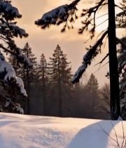  冬日森林雪景阳光洒落4441#竖屏 	 