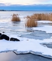  冬日结冰湖面与芦苇风景2281#竖屏 	 