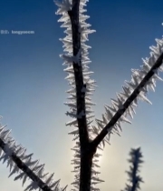  冬日树枝覆霜特写1903#竖屏 	 